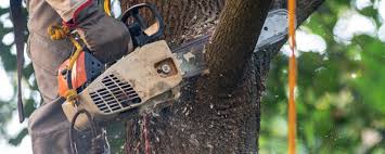 Best Fruit Tree Pruning  in Kalona, IA