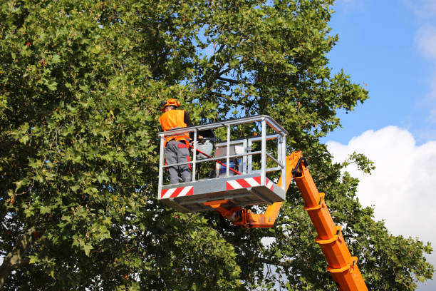 Best Tree Maintenance Programs  in Kalona, IA