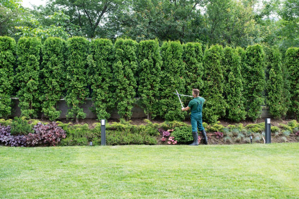 Leaf Removal in Kalona, IA