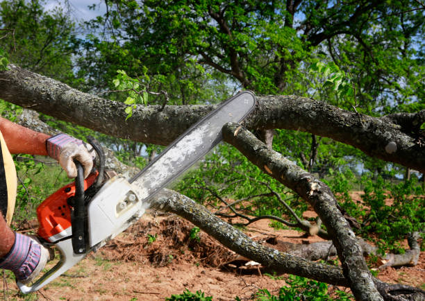 Best Tree Risk Assessment  in Kalona, IA